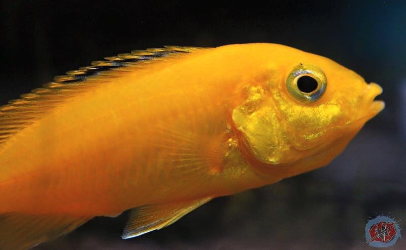 Labidochromis caeruleus 'Ruarwe'
